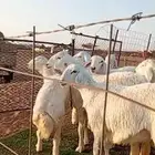 رخال صنف مقنوي مراح واحد