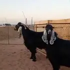 فحل عارضي شرط القريع ومعزاء ثنتين شرط حليب وافر