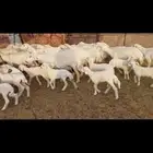 غنم كفو مراح واحد 20 يتبعها 26 فيها 10 ثنيه جذعه رباع