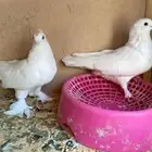 حمام للبيع جوز زينه للبيع مافي توصيل عله السوم