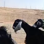 معزاء عوارض صنف دفيع تم البيع