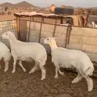 رخال منوة القناي صنف