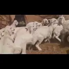 بهم تربيه العدد 80 فيه رخال 15 فقط