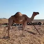نياق ثنتين حيل قصب فل شحم