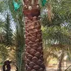 تنظيف تكريب تطليع الفروخ غرس تركيب تشبيك مزارع بسير مناسب