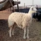رخل توها أثنت دافع صنف