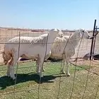 ضان حرش صنف جمع شبب