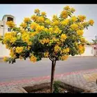 زراعه وتنسيق الحدايق
