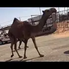 دبيانيه لقيه عليها 14 من حايف وشايف