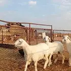رخال مقنوي صنف مراح واحد شرط تم البيع