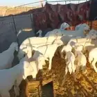 غنم حرش خلفات مراح واحد صنف الصنف 35 تحتها 33