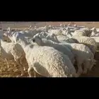 غنم حريه حرش صنف العدد 62 فيها 50 جذعه ثنيه رباع مقربه ولاد