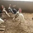 رومي منتج الحبه ب100 ذكور وإناث جمله