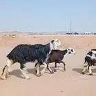 نجد مراح واحد عددها 18