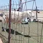 شاه والد صنف تم البيع