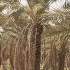 يوجد لدينا انواع النخل المقاسات والفروخ