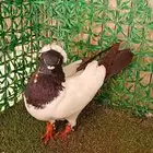 فحل سوداني ارباش