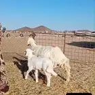 رباع معها خروف على الشرط تم البيع