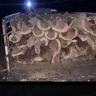 يوجد حطب صندوق دنا