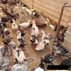 بط مصري بح الحبه ب30 ريال جمله ذكور وإناث