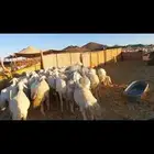 غنم حرش خلفات كلها 32 معها 31 فيها 16 جذعه ثنيه رباع