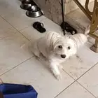 كلب اليف للبيع ماليزي مستعجل ب100