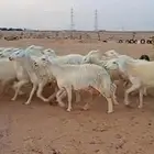 رخال صنف مقنوي جذعه ثنيه
