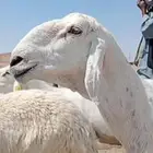 غنم حريه مراح العدد 34 فحولها 3