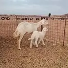 شاه قارح معها خروف رايم شرط تم البيع