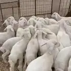 بهم عدد 40 طرف وشعره فيها 7 رخال الأعمار من شهرين وطالع