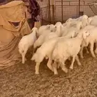 بهم العدد 50 فيه 10 رخال بهم شعره وطرف اعماره على 3 و4 اشهر