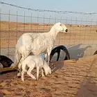 شاه خلفه مهجنه حري على سواكني شرط