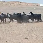 معزاء عددها 50 فحص سونار