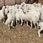 بهم العدد 50 فيه 10 رخال فقط البيع 960 يربح