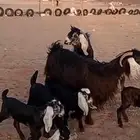 معزاء ثنتين معهن اربعه متاومات تم البيع