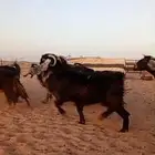 معزاء للبيع العدد 18 دفيع شرط سونار