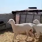 رخال مقنوي الوجه الزين والشعره البرصاء