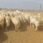 غنم حرش صنف امهات بعض العدد 154 الغنم عليها وسم براك الدعدي