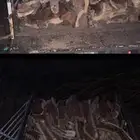 يوجد صندوق حطب دنا مع لوحه سمر 2525