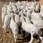 بهم شعره وطرف كايف العدد 50 فيه 15 رخل