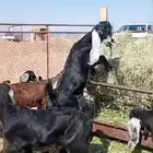 دواغير العدد 11 اعمارها من شهر الى شهرين صحه شرط وتاكل شعير