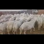 العدد 61 فيها 5 خلفات فيها 25 ثنيه جدعه رباع 40 فحص سونار