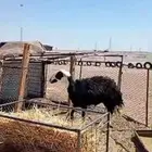 نجديه ثنيه دافع صنف  تم البيع