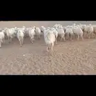 غنم حرش العدد 65 مراح واحد السن شبب المواليد 16 يتبعها 17