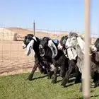 جفارات صنف وجيه وشعره والاذن الراهيه تم البيع