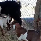 معزاء متاومه العدد 5 معها 8 ثلاث متاومه