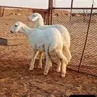رخال مقنوي برص تم البيع