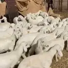 بهم تربيه العدد65 فيها 15 رخل السوم 900 الأن