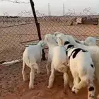 ثلاثه خرفان واربعه رخال مغلقه شحم تم البيع