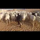 للبيع غنم حرش مراح واحد 63 والخلفات 11